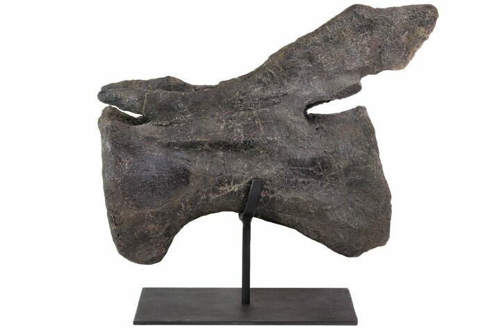 Diplodocus Caudal Vertebra On Stand - Colorado #113079